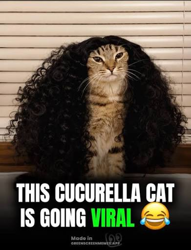 Cucurella Cat in the curly black wig